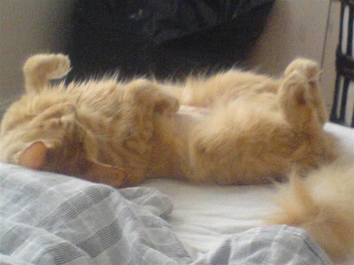 Norsk Skovkat Tilde - Som hun ser ud idag d.27.11.2007 billede 16