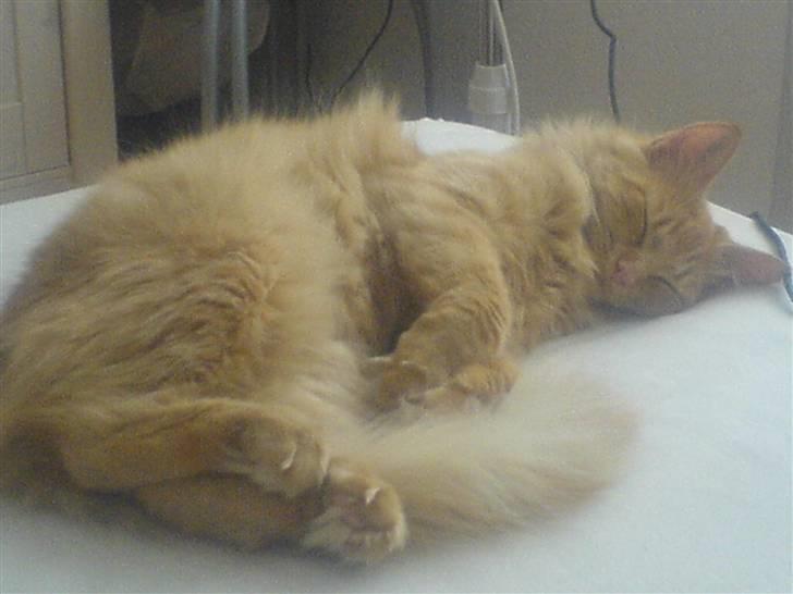 Norsk Skovkat Tilde - Som hun ser ud idag d.27.11.2007 billede 17