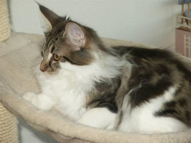 Norsk Skovkat Fanny billede 15