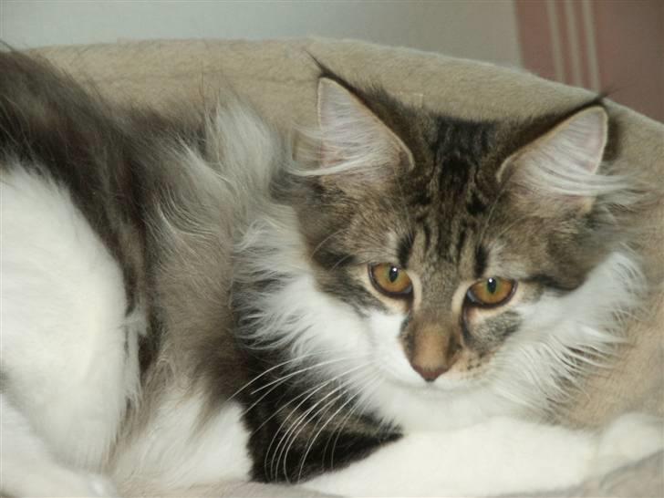 Norsk Skovkat Fanny billede 16