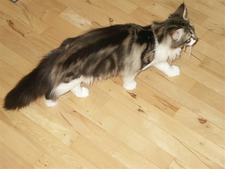 Norsk Skovkat Fanny billede 17