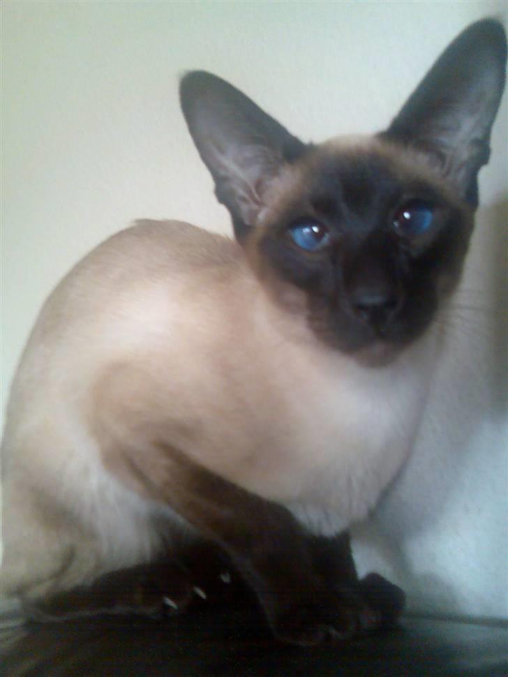 Siameser Angel billede 1