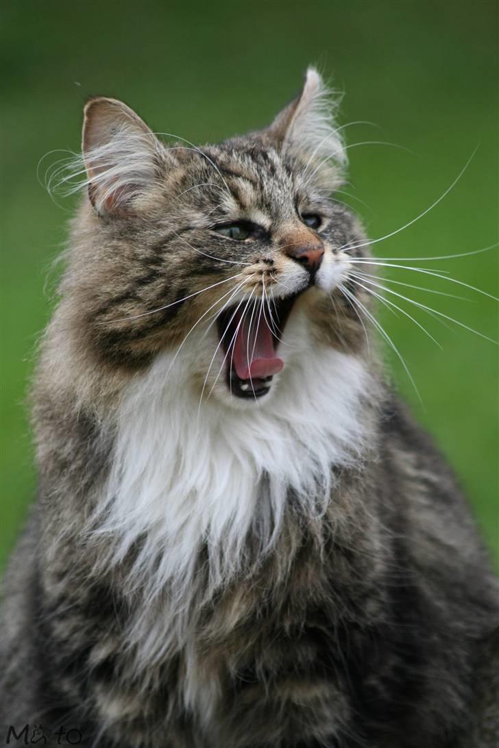 Norsk Skovkat Tilde - #1 *NYT*  taget d. 1/5-08 - Tilde er i sverige, men er blevet træt efter den 2 timers lange køretur i bilen ;D Foto: MATO (Mig) billede 1