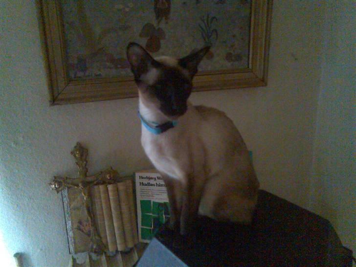 Siameser Angel billede 2