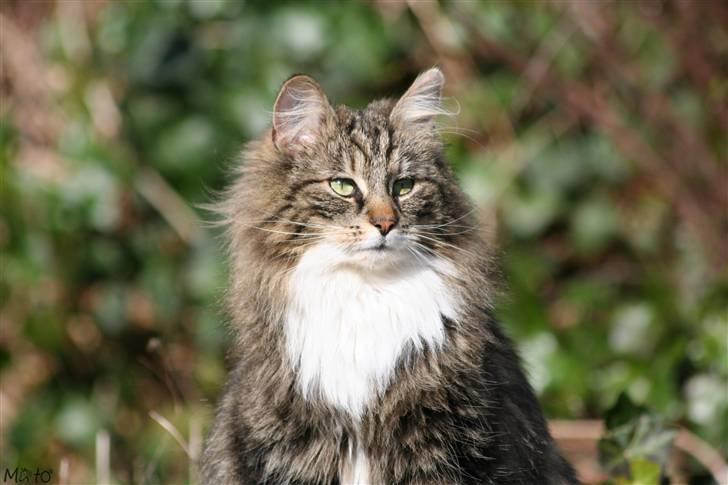 Norsk Skovkat Tilde - #2  "Hov, hvad pokker var det!?" Foto: MATO (Mig) billede 2