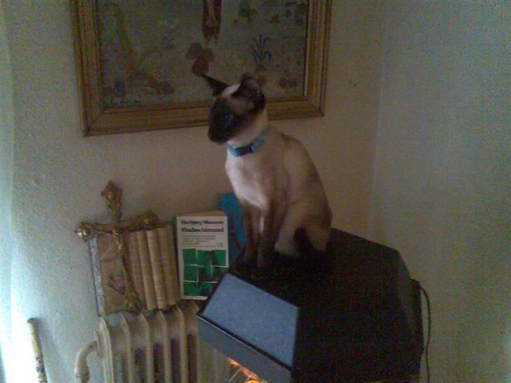 Siameser Angel billede 3