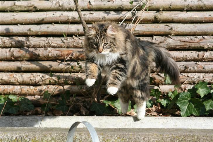 Norsk Skovkat Tilde - #3 Wee, her kommer jeg! :D Foto: MATO (Mig) billede 3