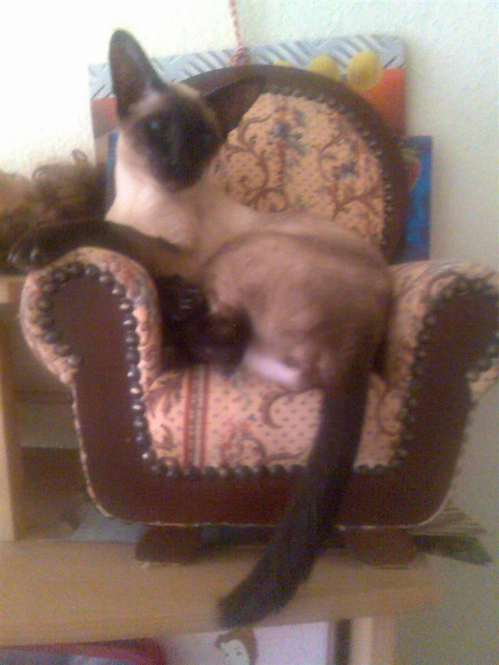 Siameser Angel billede 4