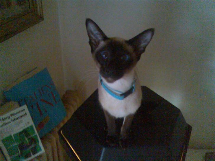 Siameser Angel billede 5