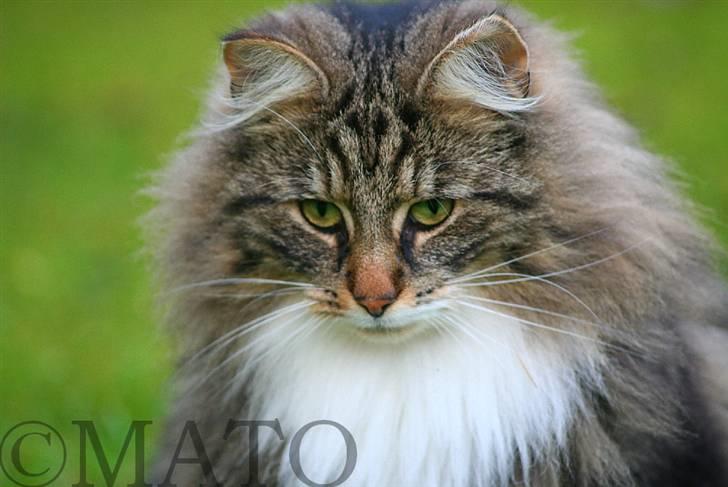 Norsk Skovkat Tilde - #5 Årh hvor er hun smuk her. Hun sidder og kigger på n pind fra da jeg legede med hende :D Foto: MATO (Mig) billede 5