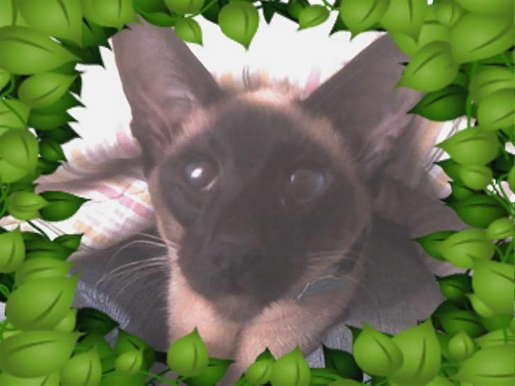 Siameser Angel billede 6