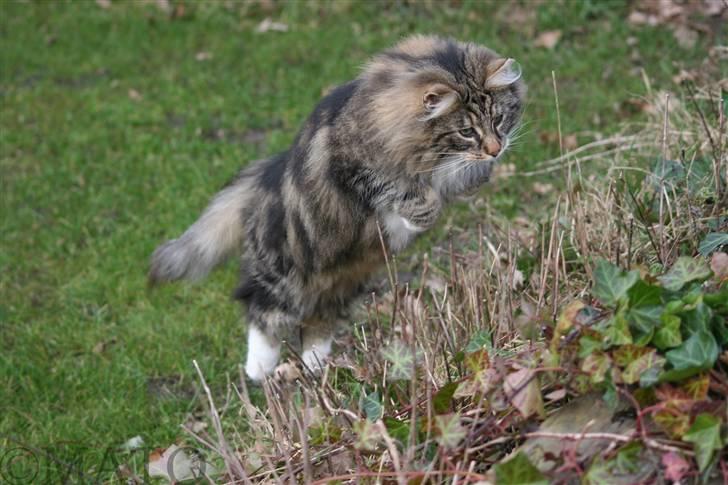 Norsk Skovkat Tilde - #7 "Var det en mus jeg så der, eller er det bare Tanja der driller mig? Jeg må hellere se efter :D" Foto: MATO (Mig) billede 7