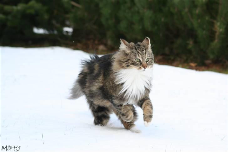 Norsk Skovkat Tilde - #8 Wee, sne :D  Foto: MATO (Mig) billede 8