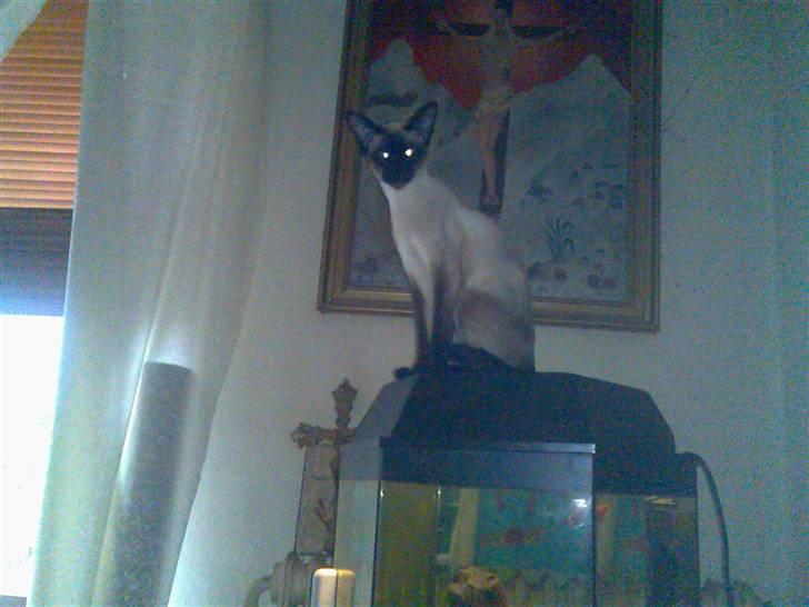 Siameser Angel billede 7