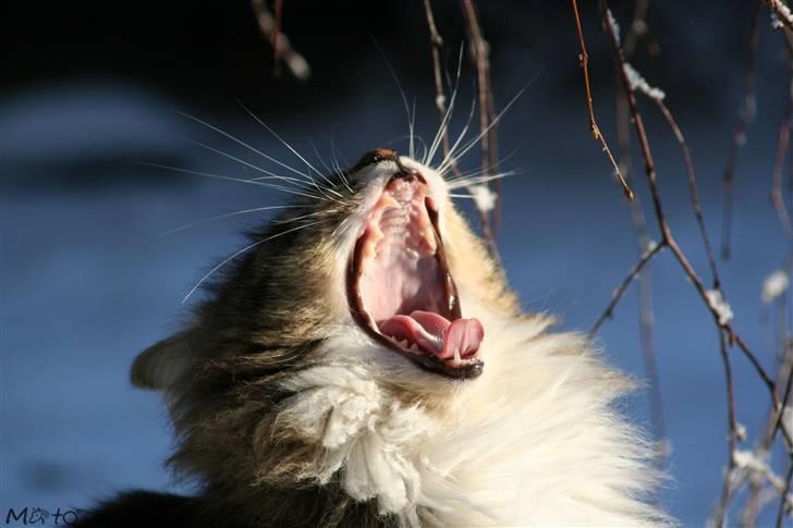 Norsk Skovkat Tilde - #9 " Helt ærligt, klokken er 9 og du tror vi skal ud og lege og tage billeder? Jeg er faktisk træt!!" ;D Foto: MATO (Mig) billede 9