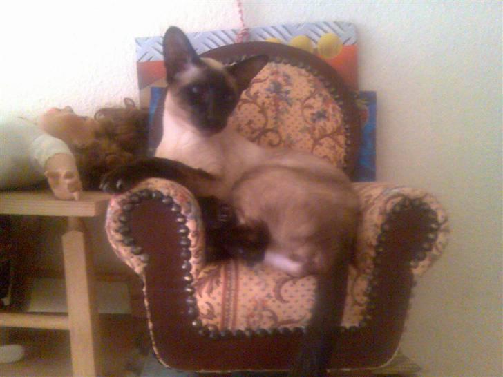 Siameser Angel billede 8