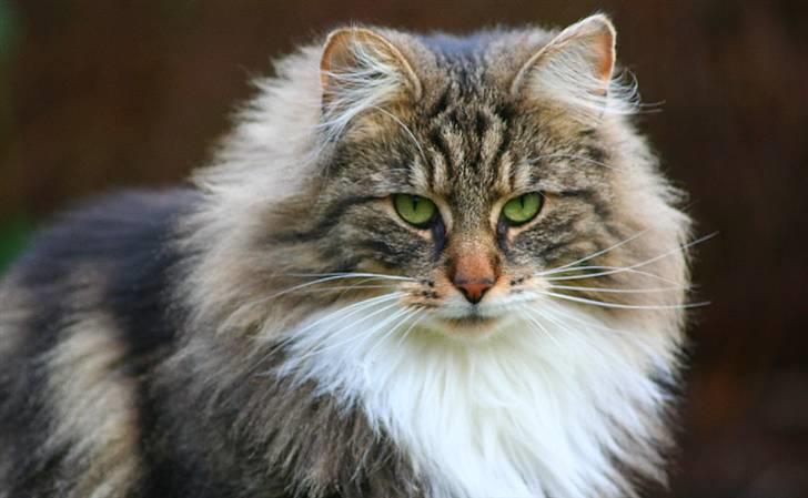 Norsk Skovkat Tilde - #11 Smukke, smukke Tilde sidder og kigger rundt i sin have :D (: Foto: MATO (Mig) billede 11