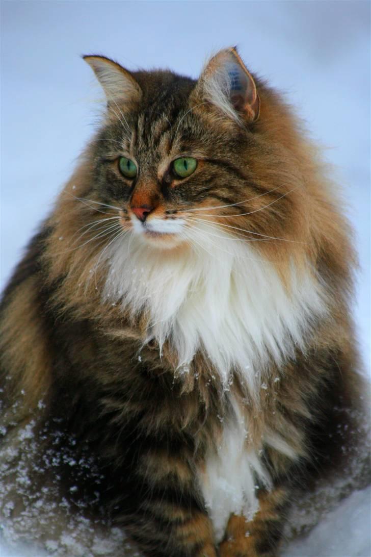 Norsk Skovkat Tilde - #12 *NYT* taget d. 2/5-08 - Dejligt snevejr :) MATO (mig) billede 12