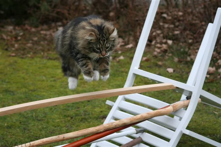 Norsk Skovkat Tilde - #13  Wee :D Tilde springer 50 cm! xD Foto: MATO (Mig.) billede 13