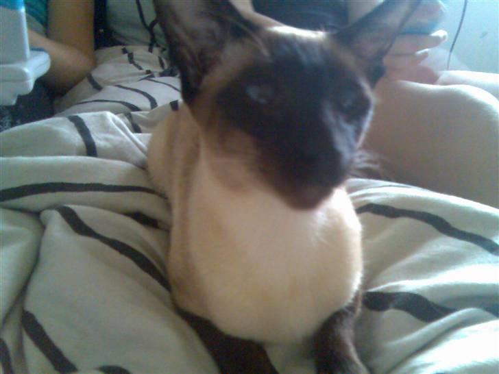 Siameser Angel billede 9