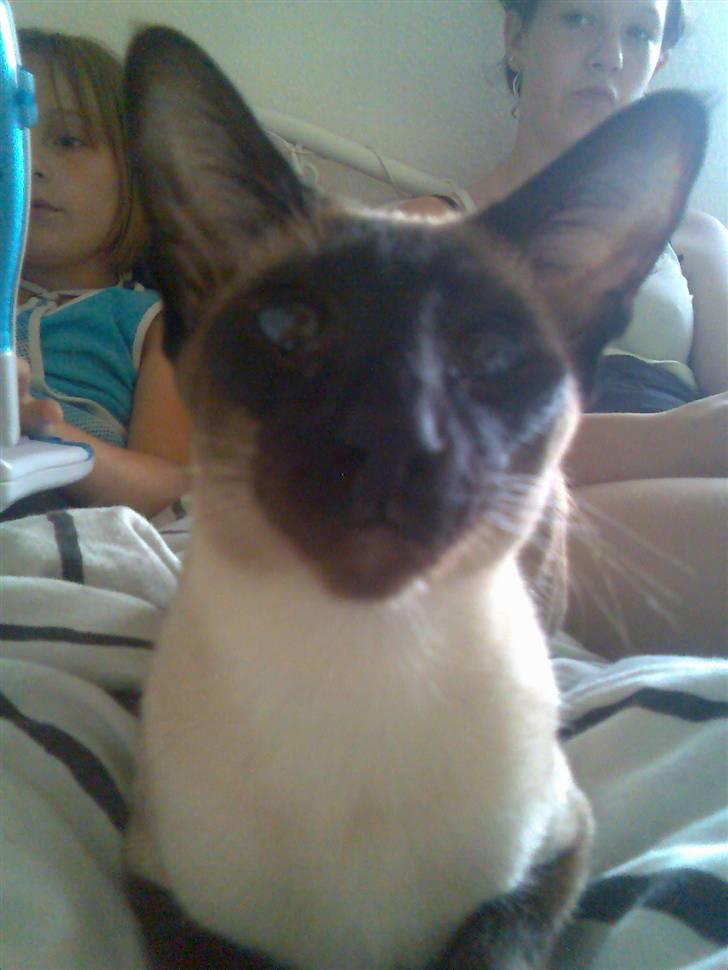 Siameser Angel billede 10