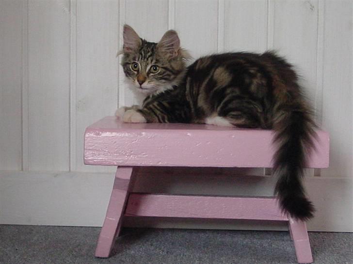 Norsk Skovkat Tilde - #14 Uuh hvor er hun kær! Se lige hendes øjne :D Hun har lige ligget og leget på skamlen, der er sådan et hul i den som hun kan få poten ned i hihi :-) Foto: Mig. billede 14