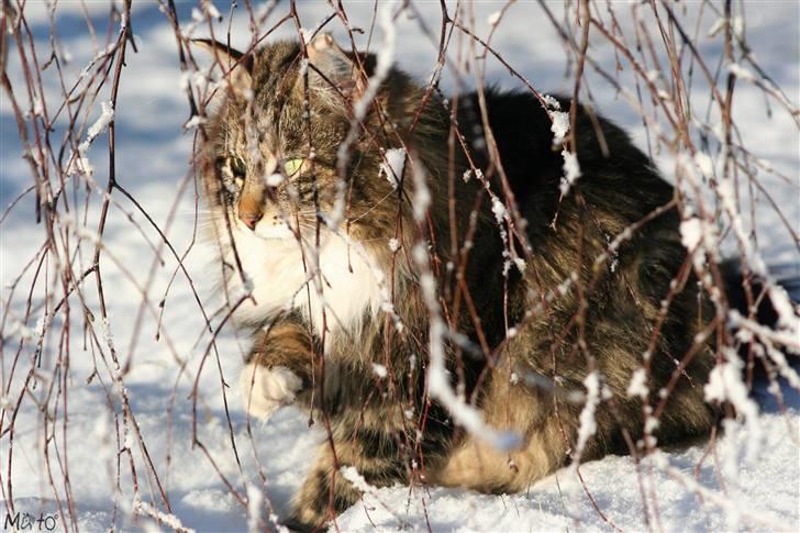 Norsk Skovkat Tilde - #15 Aah, hvor er det hyggeligt herinde ;D Foto: MATO (Mig) billede 15