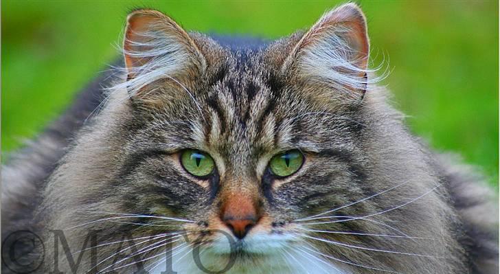 Norsk Skovkat Tilde - #16 Elsker dette her billede, hun er så fin! :D Og kigger lige ind i kameraet! Foto: MATO (Mig) billede 16