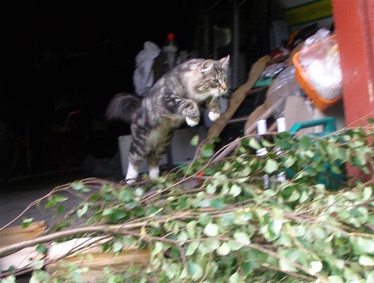 Norsk Skovkat Tilde - #17 "Hvem kaldte på mig? For jeg kommer nu!!" :-) Foto: Mig. billede 17