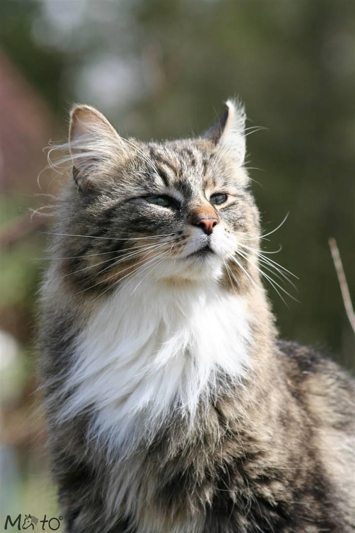 Norsk Skovkat Tilde - #18 *NYT* Taget d. 2/5-08 - Det er bare skønt at være i sverige! hun sidder lige og snuser, alle de anderledes dufte :DFoto: MATO (Mig) billede 18