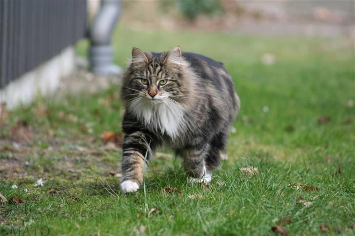 Norsk Skovkat Tilde - #19  Weee, mad? Jeg kommer nu ;D Foto: MATO (Mig) billede 19