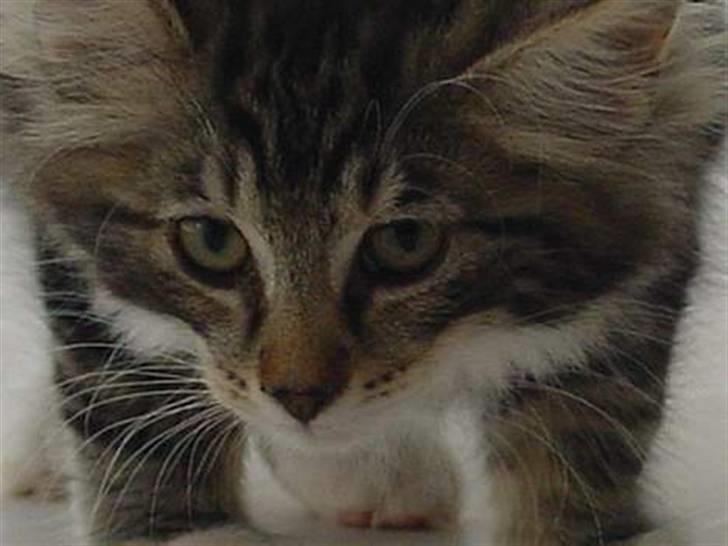 Norsk Skovkat Tilde - #20 Tilde som killing, aller første dag hjemme ved os :D Foto: Mig. billede 20