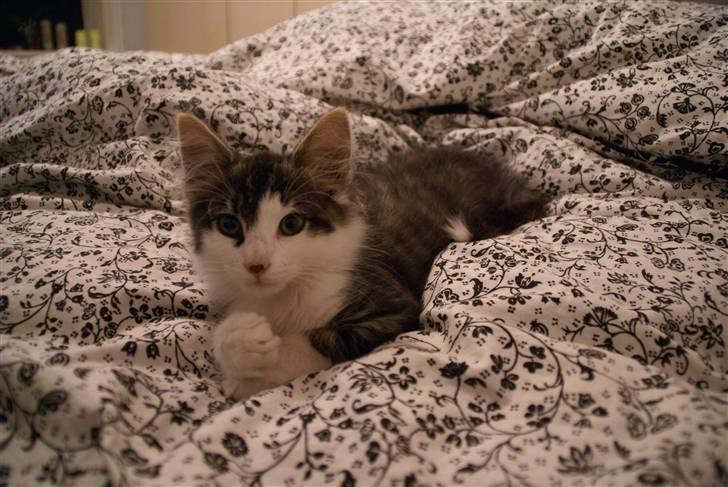 Norsk Skovkat Bailey - død - - Bailey i sengen´ billede 8