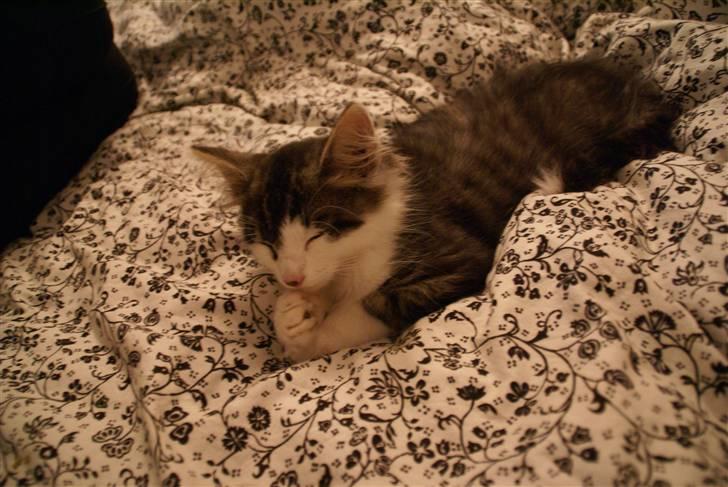 Norsk Skovkat Bailey - død - - Baily i sengen billede 9