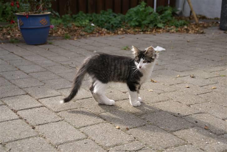 Norsk Skovkat Bailey - død - - Baliy August 2007 billede 10