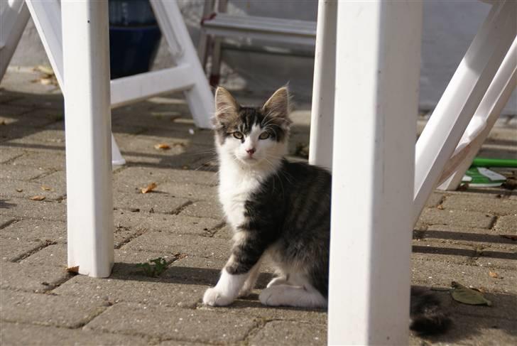 Norsk Skovkat Bailey - død - - Baily August 2007 billede 11