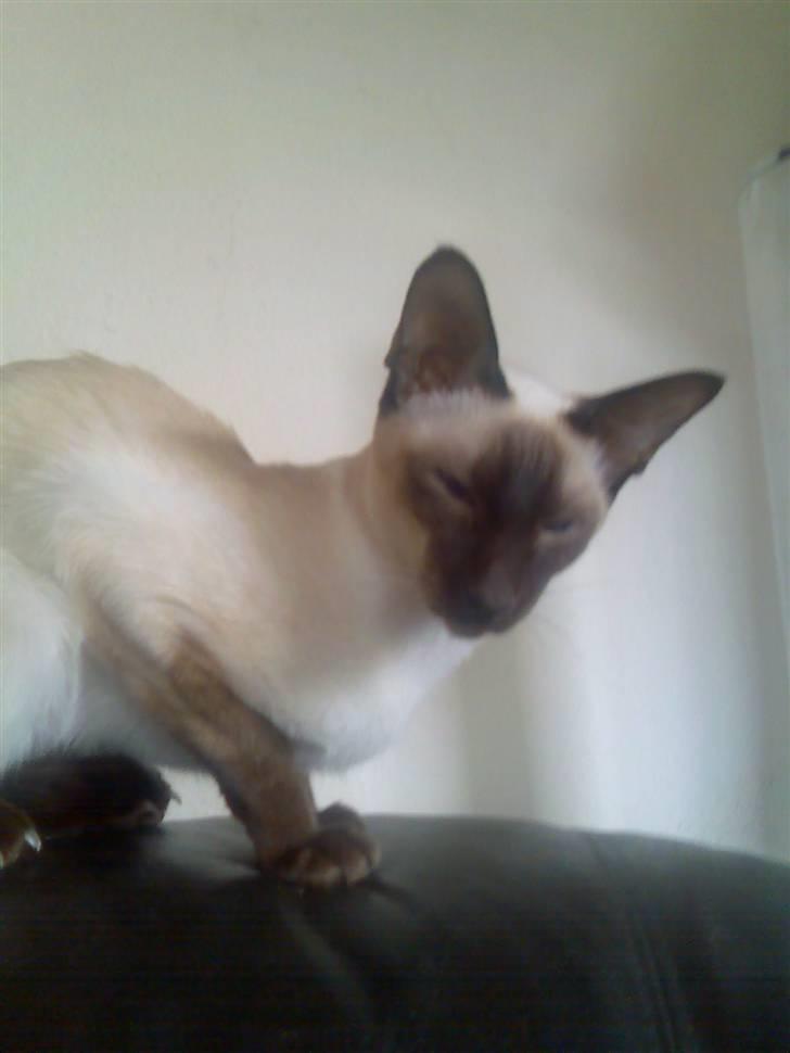 Siameser Safir billede 1