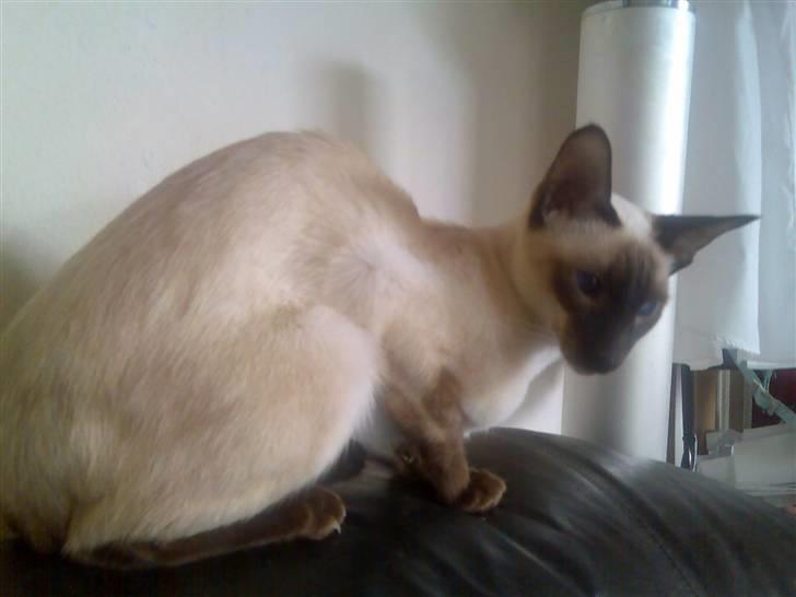 Siameser Safir billede 2