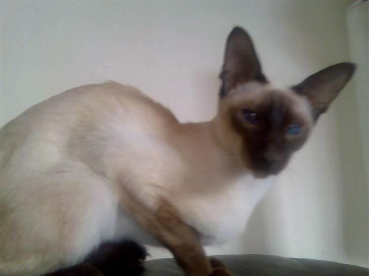 Siameser Safir billede 3