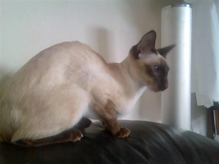 Siameser Safir billede 4