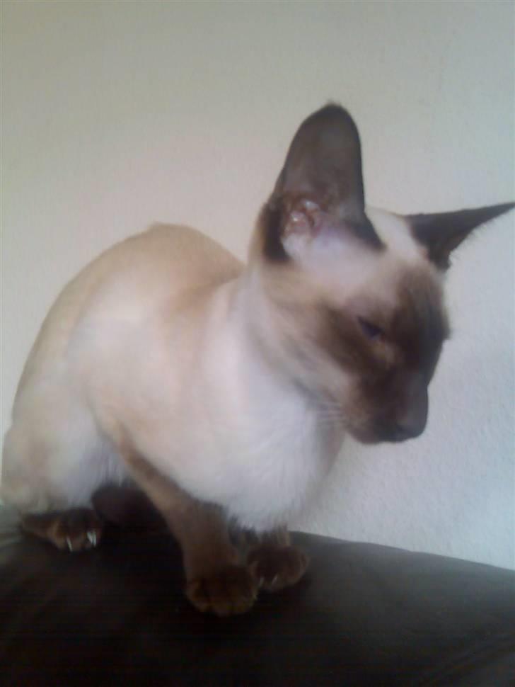 Siameser Safir billede 5