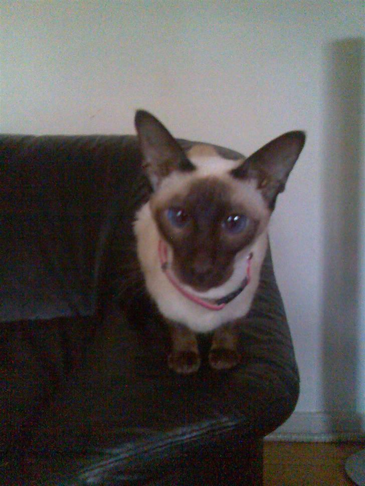 Siameser Safir billede 6