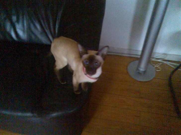 Siameser Safir billede 7