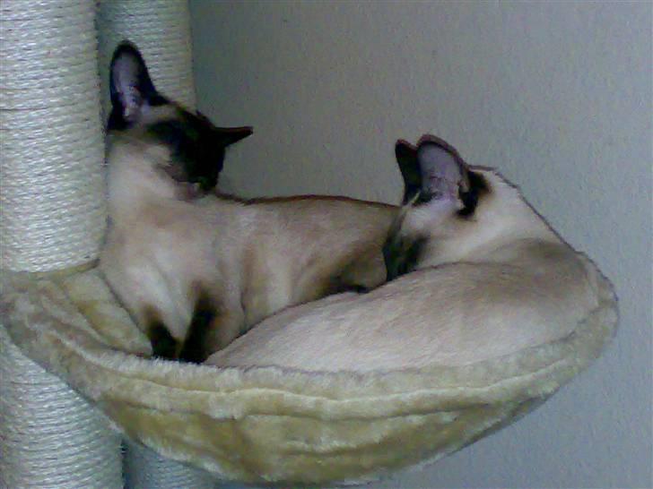 Siameser Safir billede 8