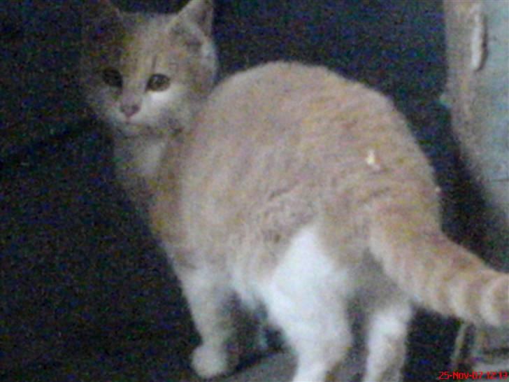 Huskat Missy - Missy udenfor! Blev lidt dårlig billed for dårligt kamera :) billede 9