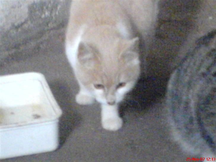 Huskat Missy - Missy udenfor, har fået øje på noget :) billede 10