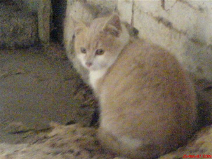 Huskat Missy - Missy <3333 billede 11