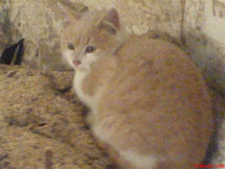 Huskat Missy - Missy i sandbunke billede 12