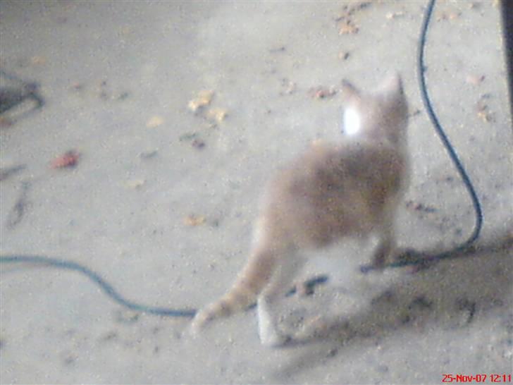 Huskat Missy - Missy der leger med snoren.. :) billede 13