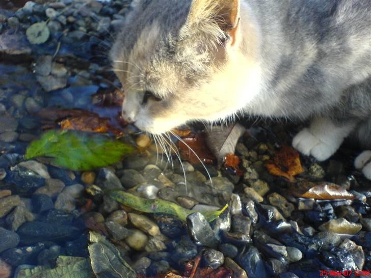 Huskat Tut<3 - Tut der drikker vand af en vandpyt billede 13
